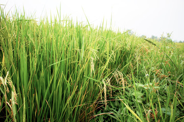 Growing rice on field.