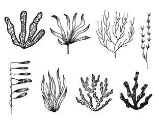 seaweed vector sketch icons isolated silhouette