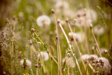 White dandelions in the grass filtered