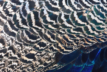 texture of peacock feathers