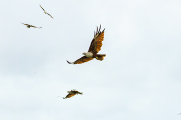 Sea Eagle on sky clouds Beautiful Tropical Beach blue ocean background
