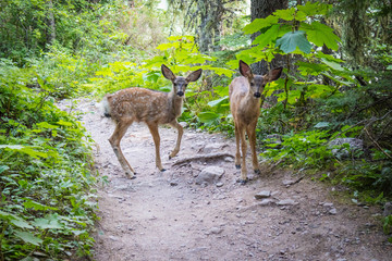 Deer widely roaming around at Glacier National Park