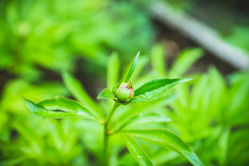 Young peony plant in the garden. Selective focus. 