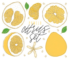 Set colorful hand drawn pomelo fruit. Vintage sketch. Sliced cut half element.