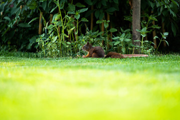 A squirrel is sitting in the garden and tries to open a walnut