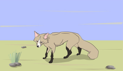 fox on nature background,