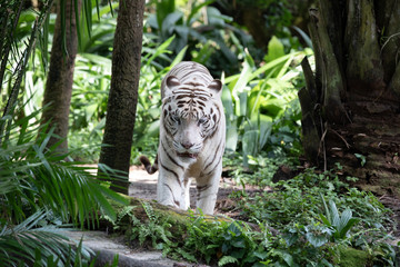 Portrait of a majestic white / bleached tiger in the greenery of a jungle. Singapore.