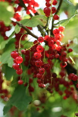 Red Currant, Rote Johannisbeere