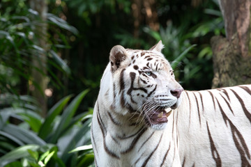 Portrait of a majestic white / bleached tiger in the greenery of a jungle. Singapore.