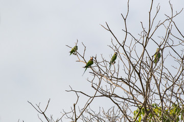 Red breasted parakeet in the nature habitat sticking on the tree branch with sky in the background.