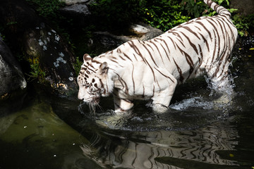 Naklejka premium Portrait of a majestic white / bleached tiger in the greenery of a jungle. Singapore.
