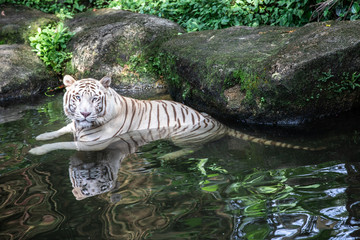 Portrait of a majestic white / bleached tiger in the greenery of a jungle. Singapore.
