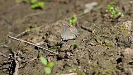 Blauer Eichen-Zipfelfalter (Favonius quercus) auf feuchtem Waldweg saugend
