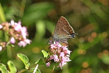 Kreuzdorn-Zipfelfalter (Satyrium spini) auf Blüte des Echten Dost (Origanum vulgare) 
