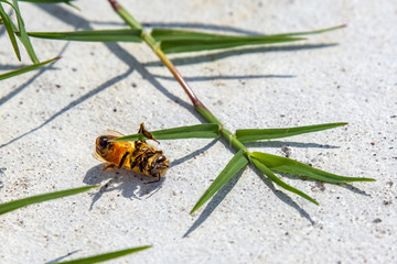 Honey bee doing a backstroke!