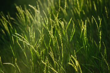 Green grass background