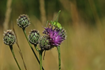 Weibliche Larve einer Gemeinen Sichelschrecke (Phaneroptera falcata) auf Skabiosen-Flockenblume (Centaurea scabiosa)
