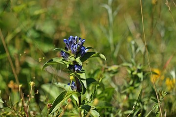 Blühender Kreuz-Enzian (Gentiana cruciata) 
