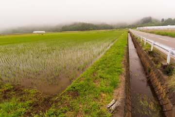 Fototapeta premium 霧の水田
