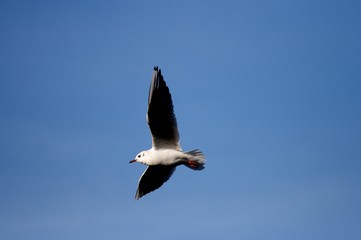 Fototapeta na wymiar Seagull flying in the blue sky over a lake