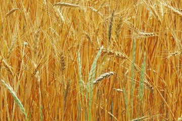spikelets of wheat in the field