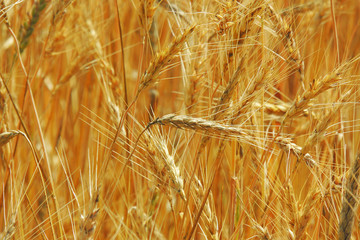 spikelets of wheat in the field