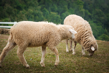 Obraz na płótnie Canvas Cute funny happy sheep at outdoor gerden nature field valley