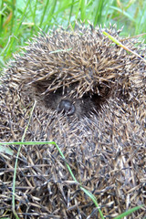 a hedgehog close up