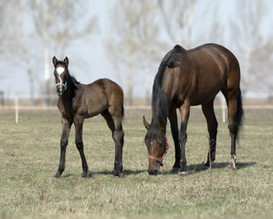 Little foal with a mare on the field