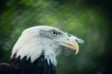 Portrait of bald eagle