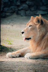 Portrait of a lioness