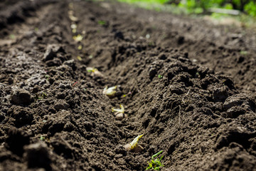 Potatoes planting on the farm field. Selective focus.