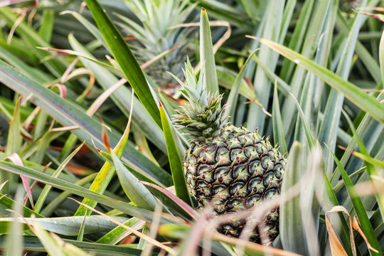 Pineapple are growing in farm.