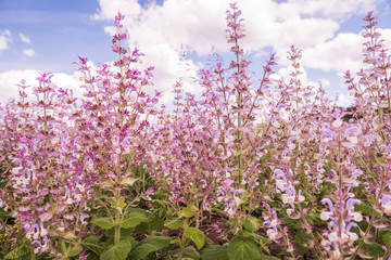 Fototapeta premium Lush flowering of pink lilac flowers of clary muscat. Close-up. 