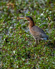 Green heron walking in the weeds and water!