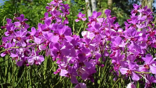 purple orchid flower.