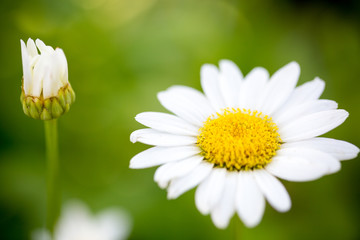 White daisies in the meadow, summertime outdoor background