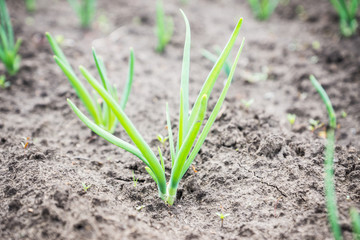 Green onion growing in the garden. Selective focus.