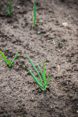 Green onion growing in the garden. Selective focus.