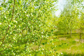 New green leaves on a trees in spring background