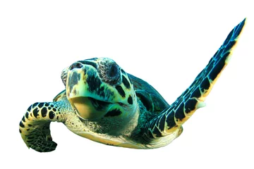 Photo sur Aluminium Tortue Sea Turtle cutout white background 
