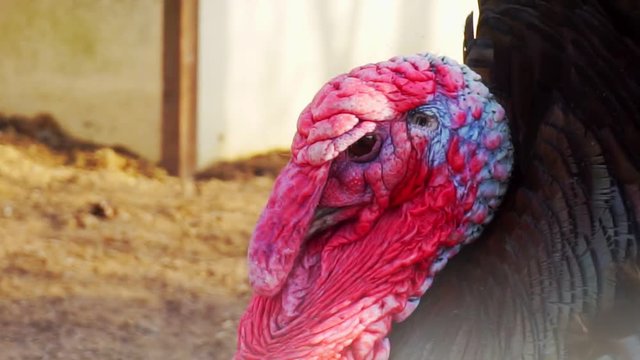 portrait of an adult turkey closeup