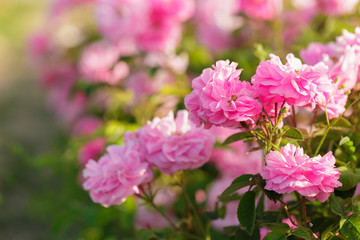 Fototapeta na wymiar pink rose bush closeup on field background