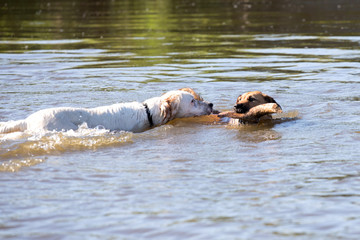 Two swimming dogs.

