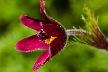 The head of a purple flower (Pulsatilla rubra) on the green background. Macrophotography