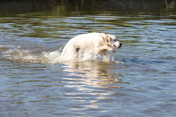  setter dog  running in the water

