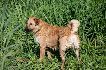 terrier on green grass
