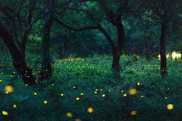 Gordijnen Bokeh light of firefly in forest © Peera