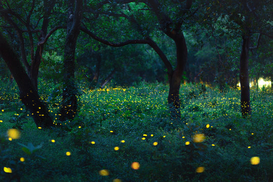 Bokeh light of firefly in forest