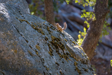 Chipmunk Rock Climbing along the Ernie Maxwell Scenic Trail Fern Valley, California 